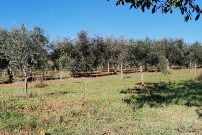 Poljoprivredno zemljište, Kršin