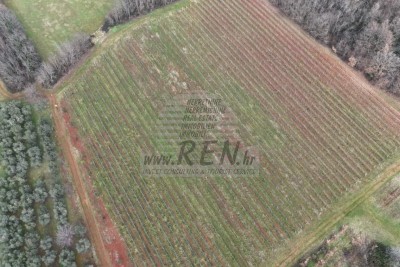 Plodna istarska parcela – vinograd 14.400 m² kod Brtonigle