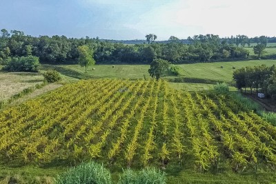 Vigneto piantato e terreno agricolo a Buje