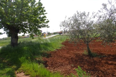 Poljoprivredno zemljište u Petroviji, Umag