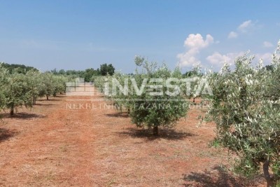 Parenzo, Labinci, uliveto con circa 150 ulivi, 6000 m2