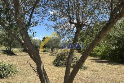 PRODAJA BALE MASLINIK-ORANICA 3060 m2