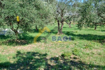 FOR SALE-ISTRIA-JURŠIĆI-OLIVE TREES 2037m2