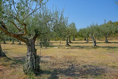 Agricultural land in Poreč, 3697m2
