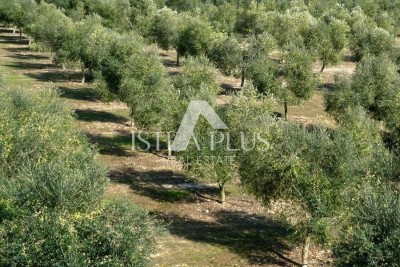 oljčni nasad zemljište , oaza mira 800 m od morja!!