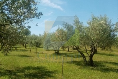 Poreč, Poljoprivredno zemljište, maslinik sa starim maslinama, 300 m od mora