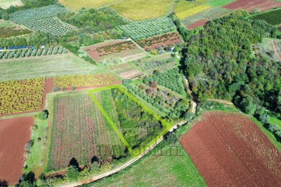 Ackerland Nova Vas, Poreč, 6920m2