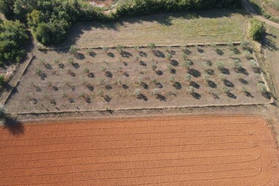 Prodaja zemljišta s maslinikom – Grota, Umag