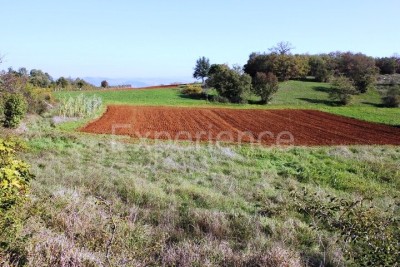 Zona di Montona: terreno agricolo ai margini dell'AREA EDIFICABILE