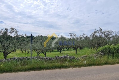 Maslinik sa 76 starih maslina!