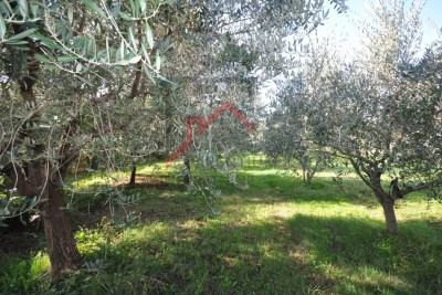 Baugrundstück (M1) in Funtana - Investitionsprojekt!