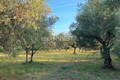 Peroj, oljčni nasad na robu urbanizacije