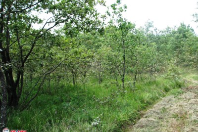 LABIN, ZARTINJ, POLJOPRIVREDNO ZEMLJIŠTE